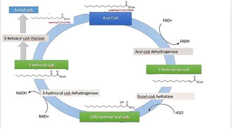 Beta (𝛃) Oxidation: The Body’s Way of Utilizing Fats.